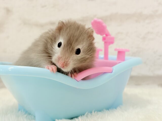 ゴールデンハムスター