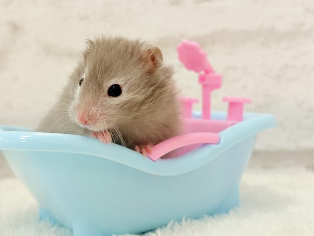 ゴールデンハムスター