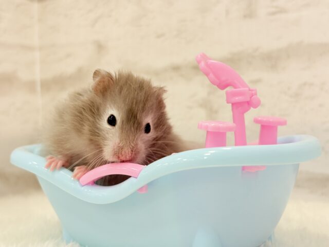 ゴールデンハムスター