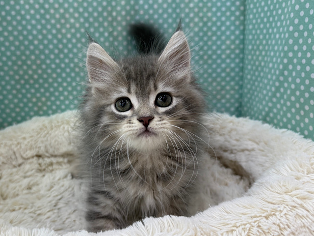 甘えん坊💛人懐っこいサイベリアンの男のコきました🌟