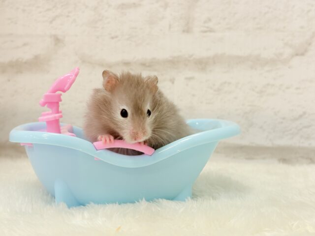 ゴールデンハムスター