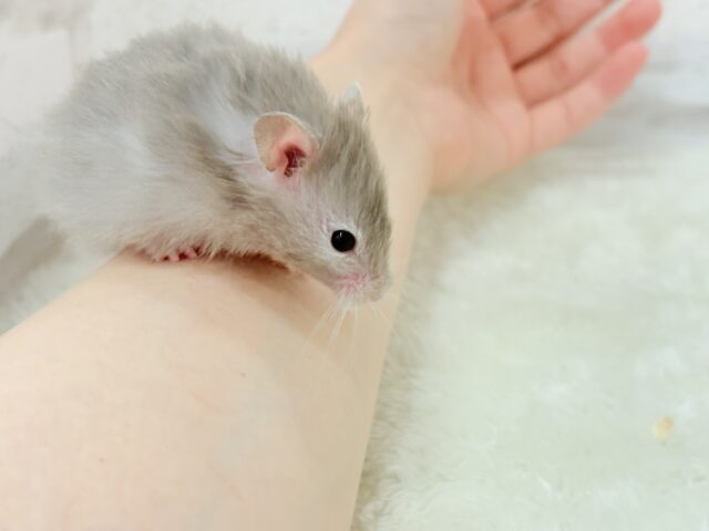 ゴールデンハムスター