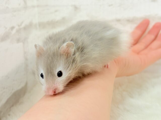 ゴールデンハムスター