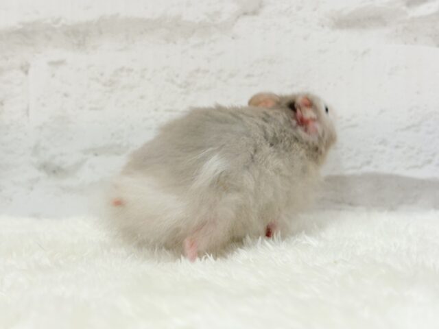 ゴールデンハムスター