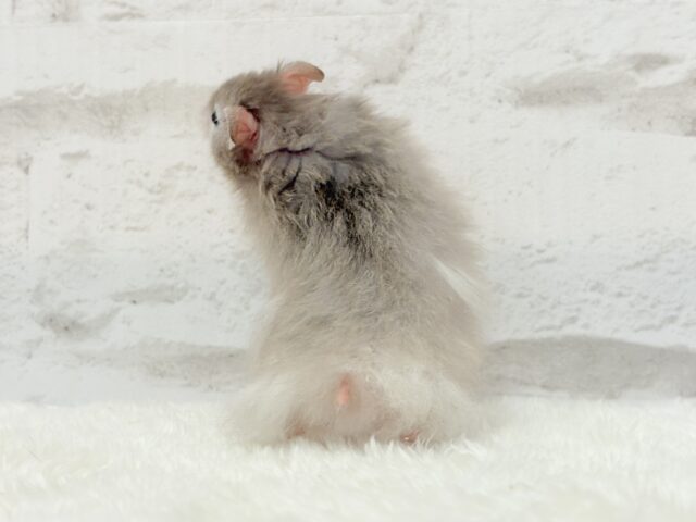 ゴールデンハムスター