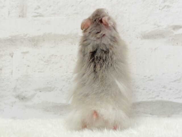 ゴールデンハムスター