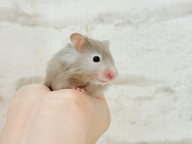 ゴールデンハムスター