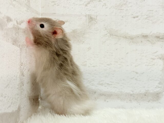 ゴールデンハムスター