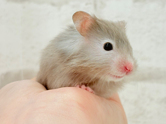 ふわふわおっとりボーイ🐹🌻セーブルハムスター(男の子)