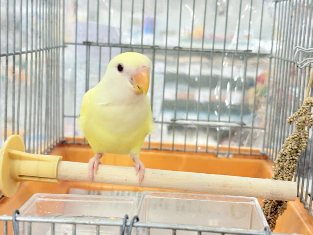 コザクラインコ（小桜インコ）