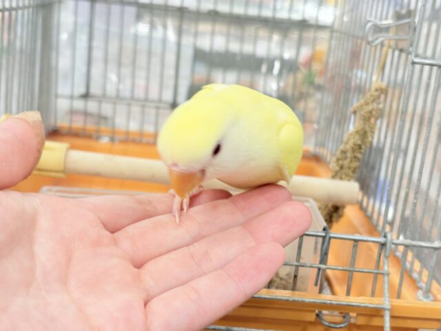 コザクラインコ（小桜インコ）