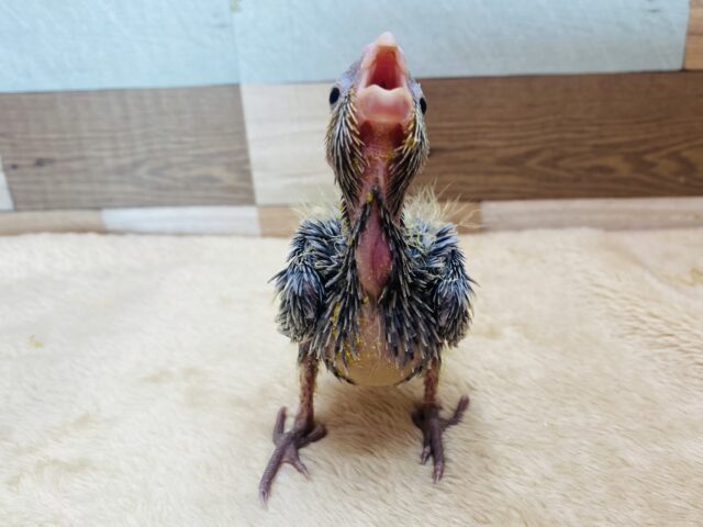 オカメインコ
