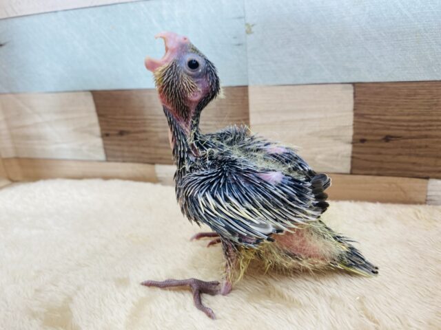オカメインコ
