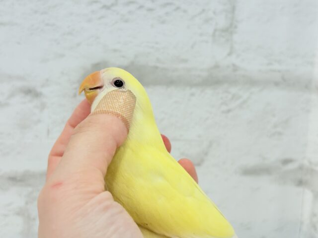 コザクラインコ（小桜インコ）
