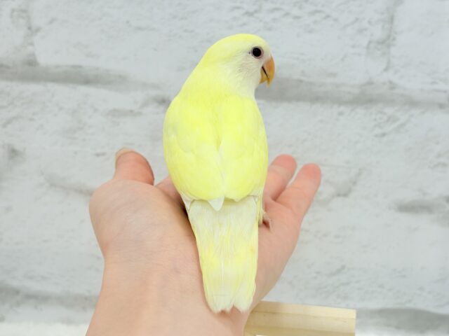 コザクラインコ（小桜インコ）