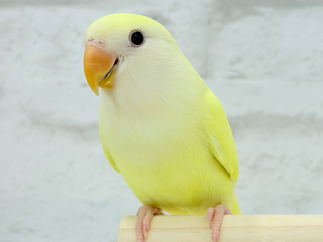 【最新画像・動画更新🪄ひとり餌になりました！】クリーミーたまごちゃん🐣💛コザクラインコ(クリームルチノー)