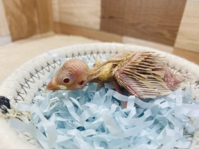 シナモン文鳥