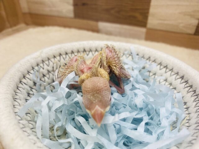シナモン文鳥