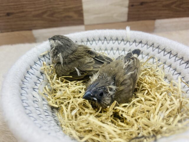 錦花鳥（キンカチョウ）