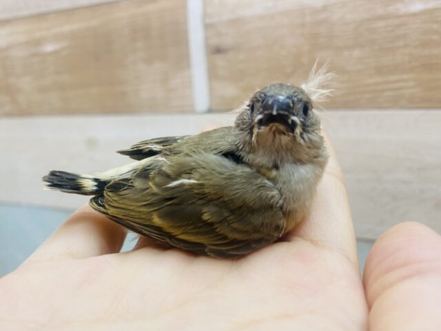 錦花鳥（キンカチョウ）