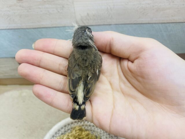 錦花鳥（キンカチョウ）