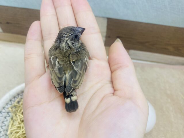 錦花鳥（キンカチョウ）