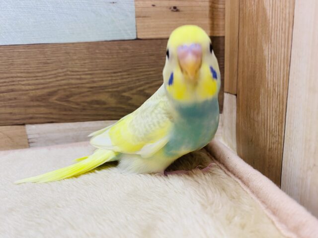 セキセイインコ
