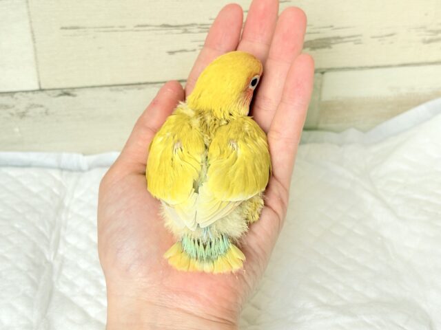 コザクラインコ（小桜インコ）