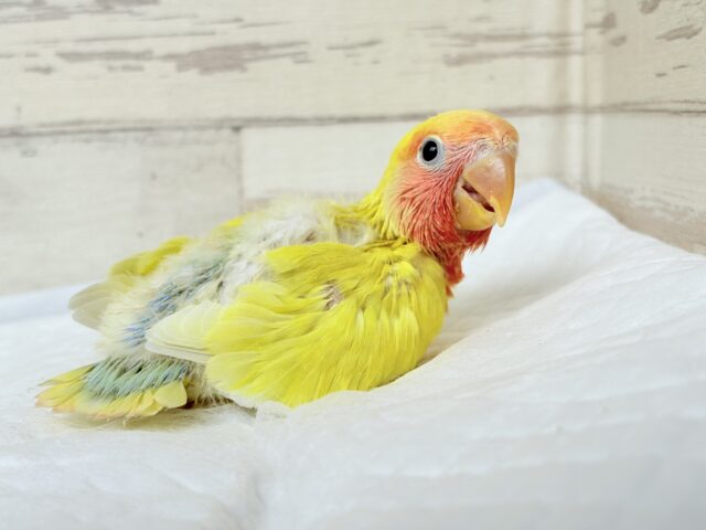 コザクラインコ（小桜インコ）