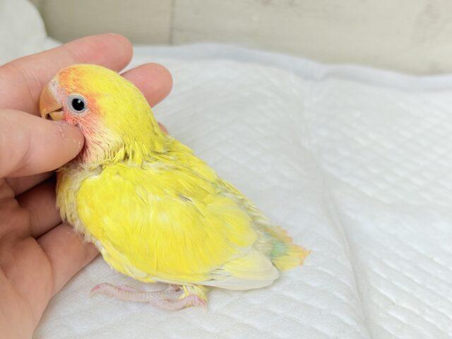 コザクラインコ（小桜インコ）