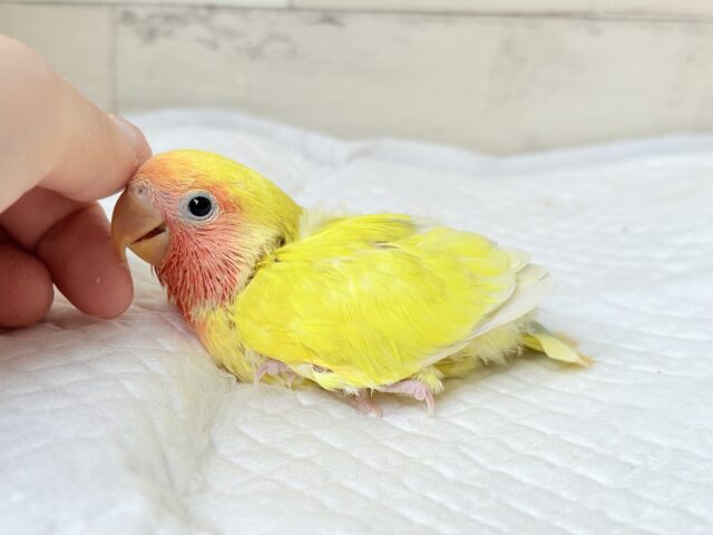 コザクラインコ（小桜インコ）