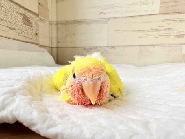 コザクラインコ（小桜インコ）