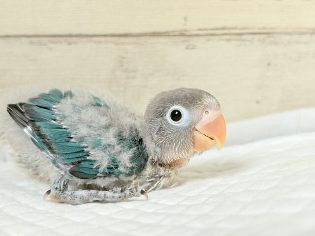 ブルーボタンインコ