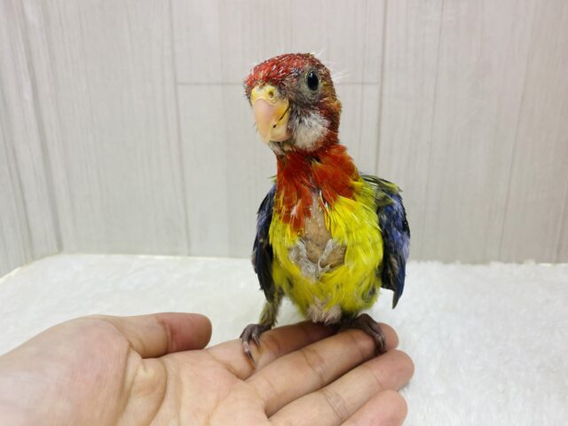 ナナクサインコ（七草インコ）