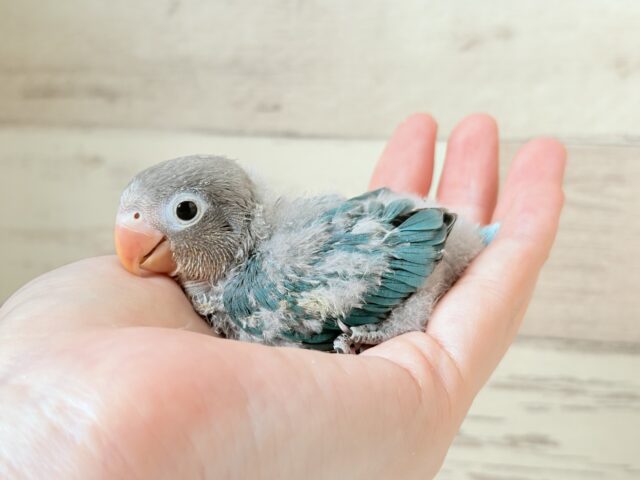 ブルーボタンインコ