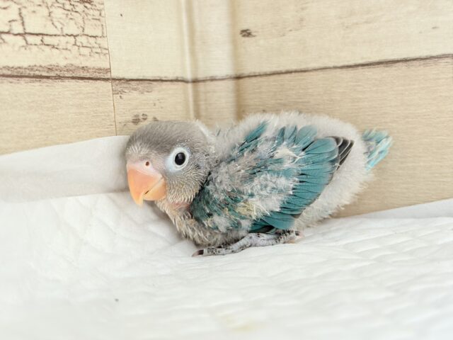 ブルーボタンインコ