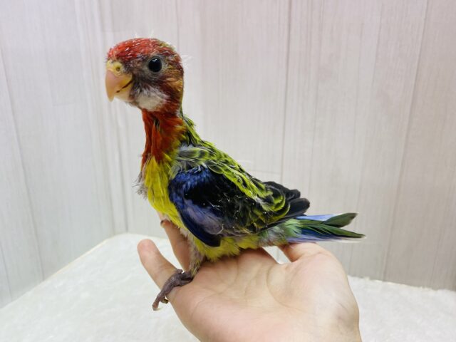 ナナクサインコ（七草インコ）