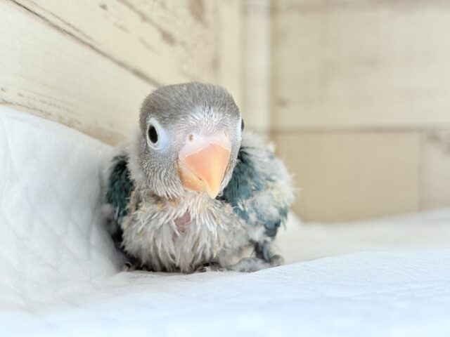 ブルーボタンインコ