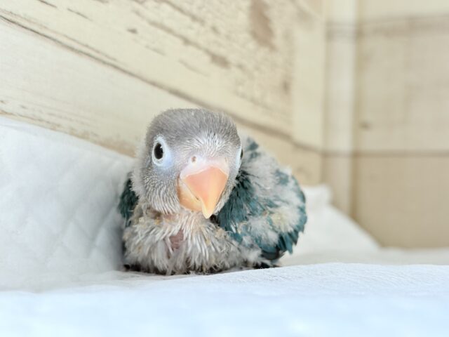 ブルーボタンインコ