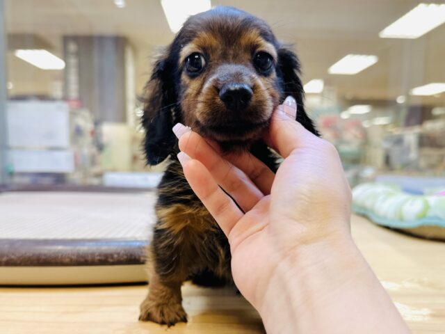 ミニチュアダックス