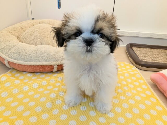 最新画像更新☆メロメロ可愛い💗　シーズーの男のコ💙　2025/7/2撮影