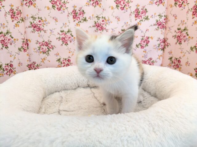 見れば見るほど虜になっちゃう💗　マンチカンの女のコ　2025/7/18撮影