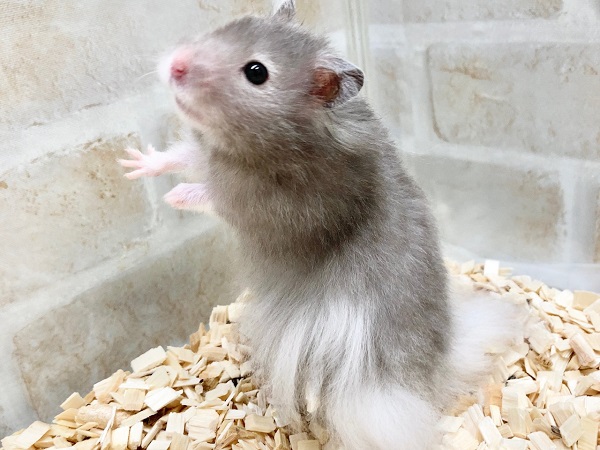 ゴールデンハムスター