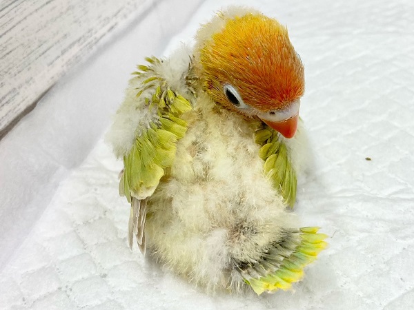 ヤマブキボタンインコ