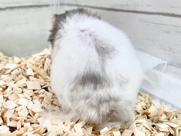 ゴールデンハムスター