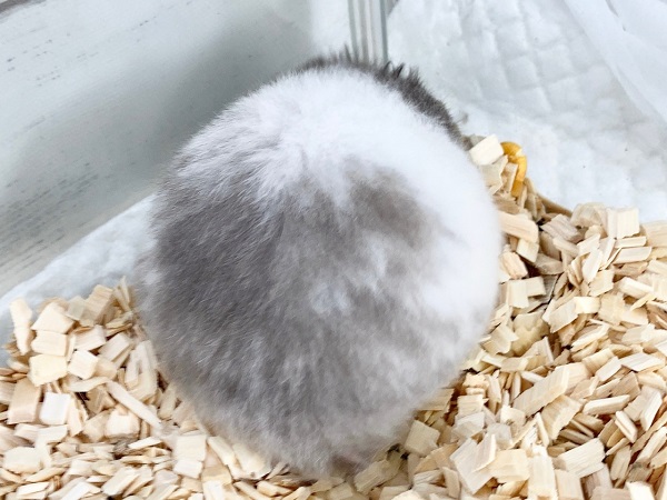 ゴールデンハムスター