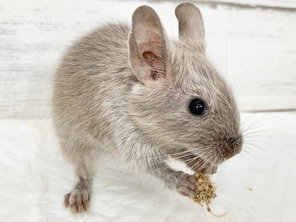 デグー（シルバー）　女の子　久しぶりのレアカラーが来ました！