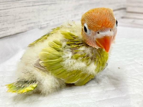 ヤマブキボタンインコ