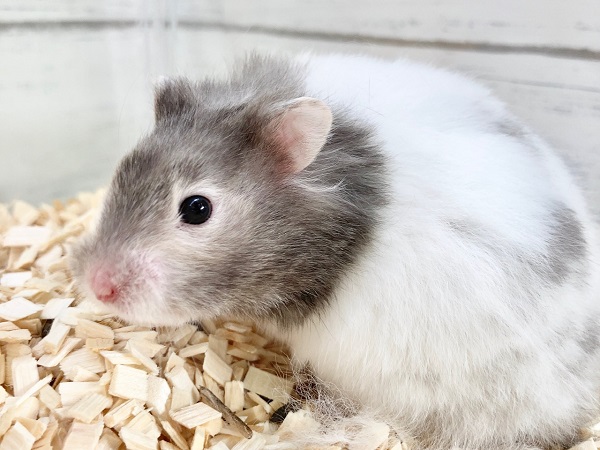 ゴールデンハムスター