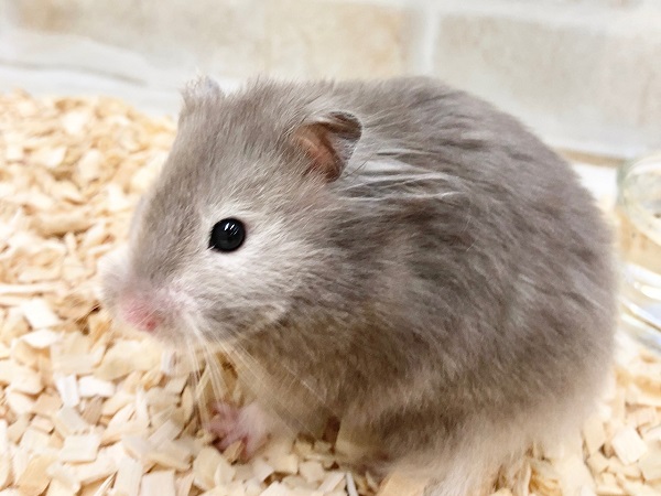 ゴールデンハムスター